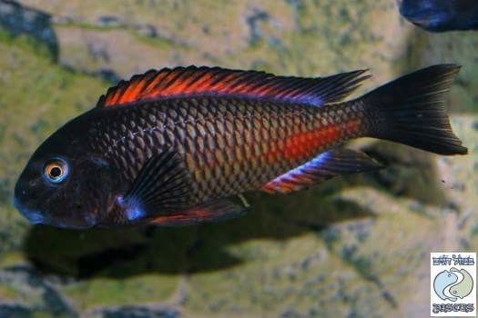 Tropheus sp. 'red' Katete